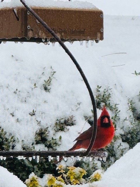 Snow Day in Pelham January 10, 2024
