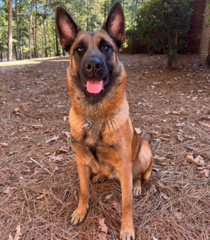 K9 Myra