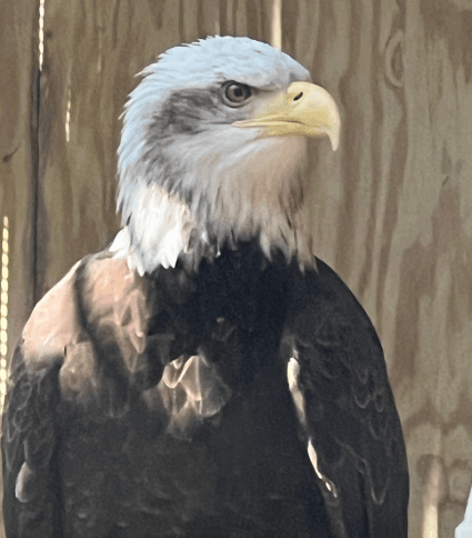 Bald Eagle at the Alabama Wildlife Center